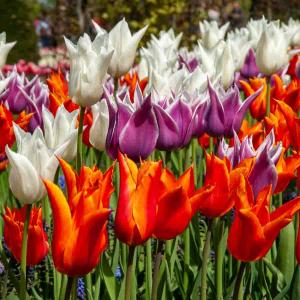 Tulipe fleur de lis en Mélange (x8)